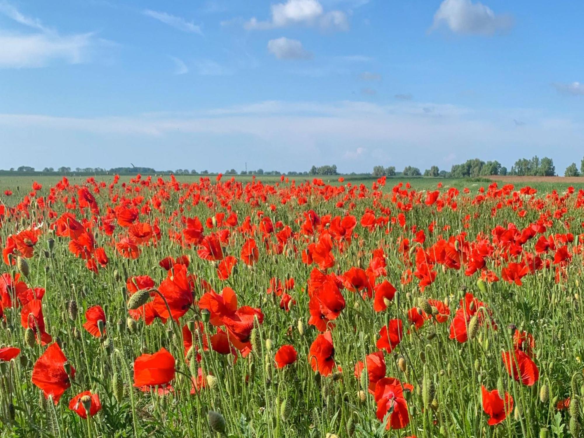 Ferienwohnungen Klein Kapelle Gingst Luaran gambar